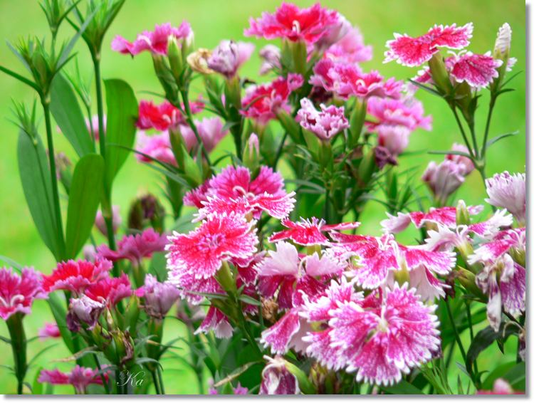 Flower 16-01-14 566.jpg