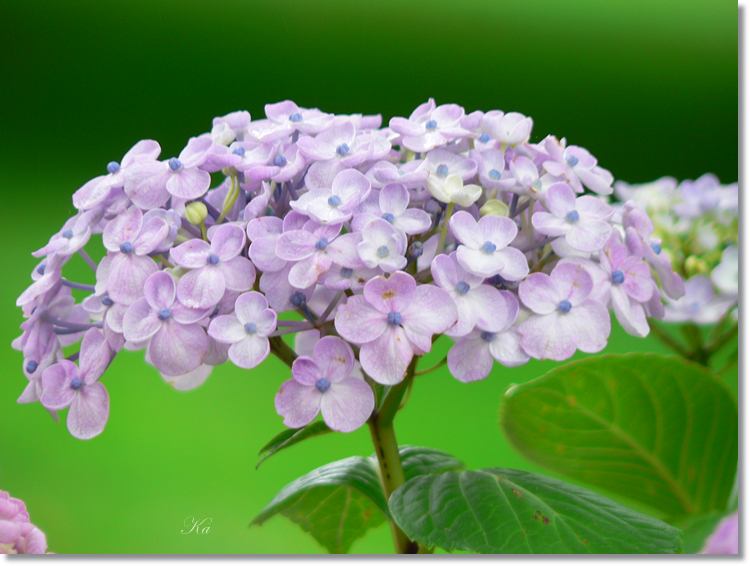Flower 16-01-14 333.jpg