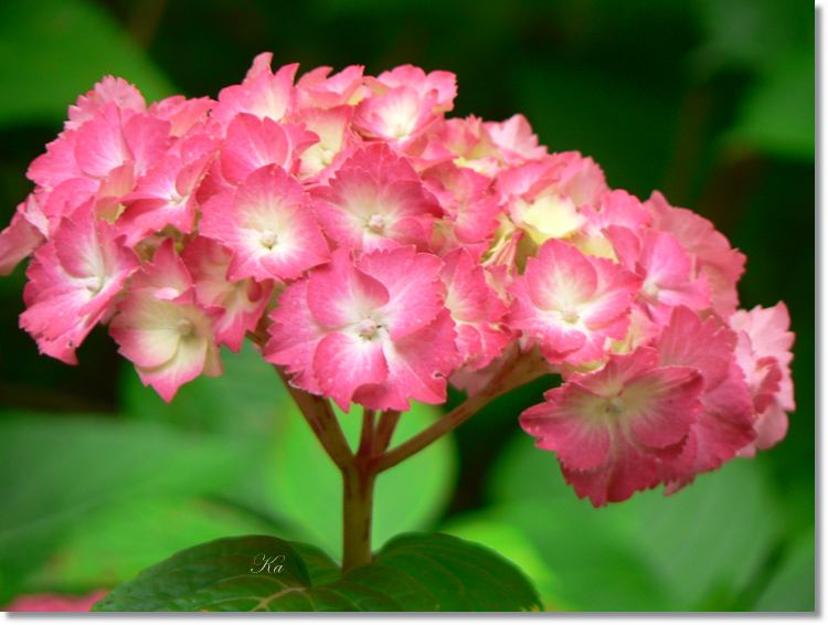 Flower 04-01-14 058.jpg