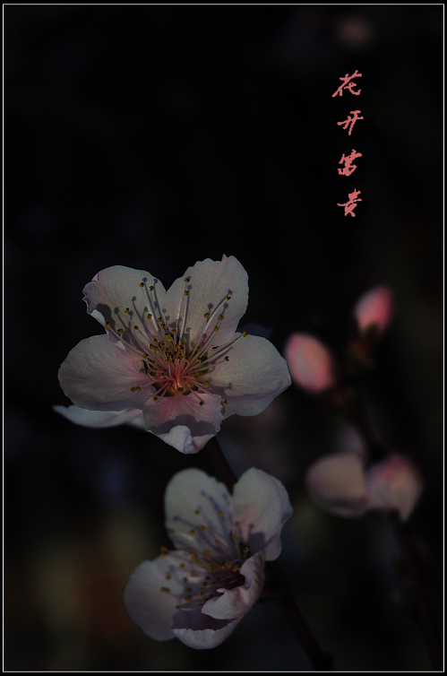 DSC_8556.JPG