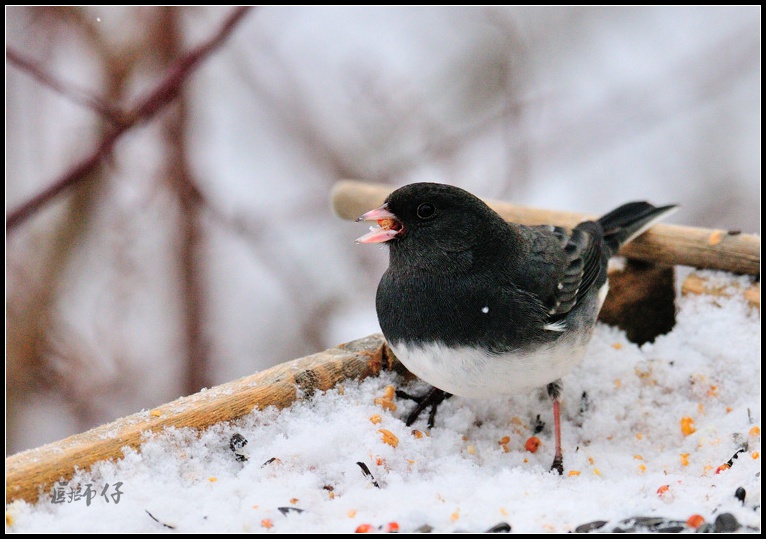 DSC_1809.jpg