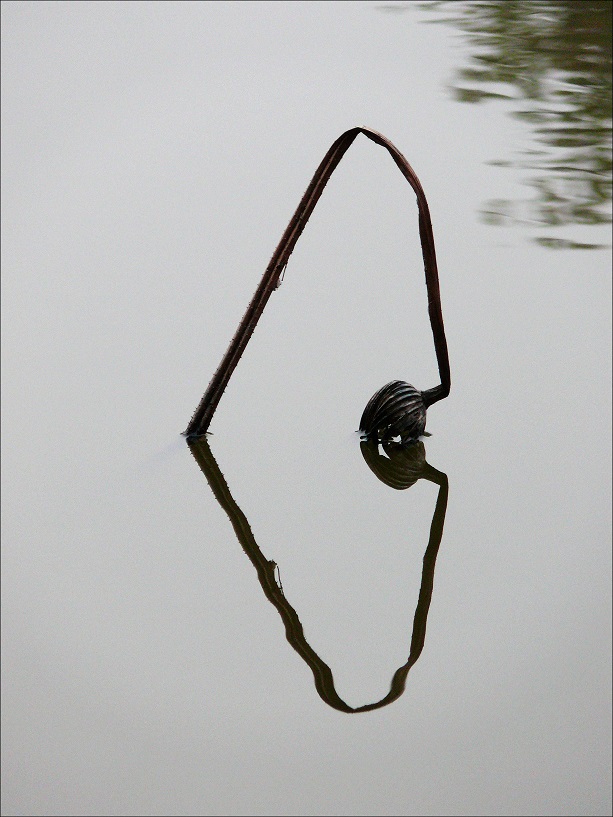 l1170449_conew1.jpg
