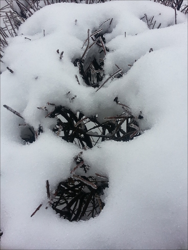 20140205_110238_conew1.jpg