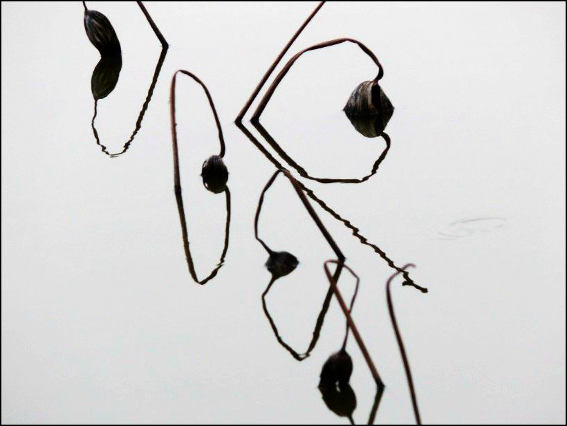 l1170242_conew1.jpg