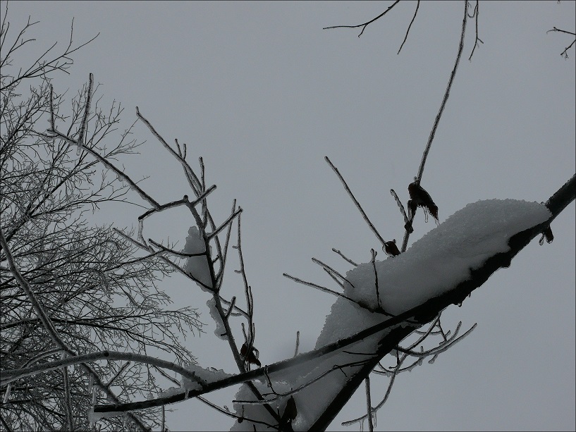 l1220589_conew1.jpg