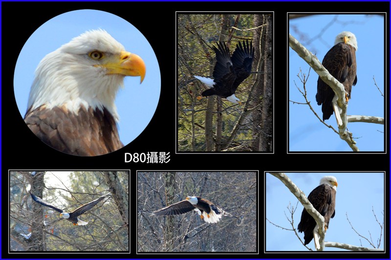 eagle.jpg