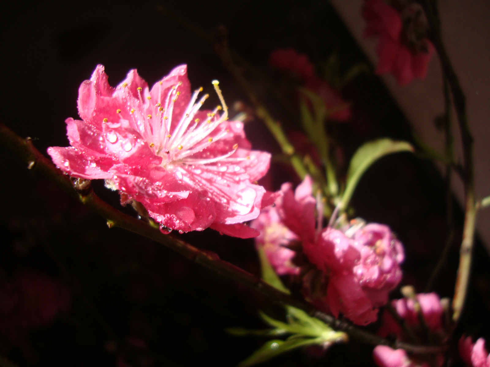 DSC09226.JPG