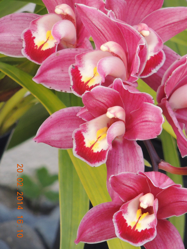 flowers 2014 213_ת_.jpg