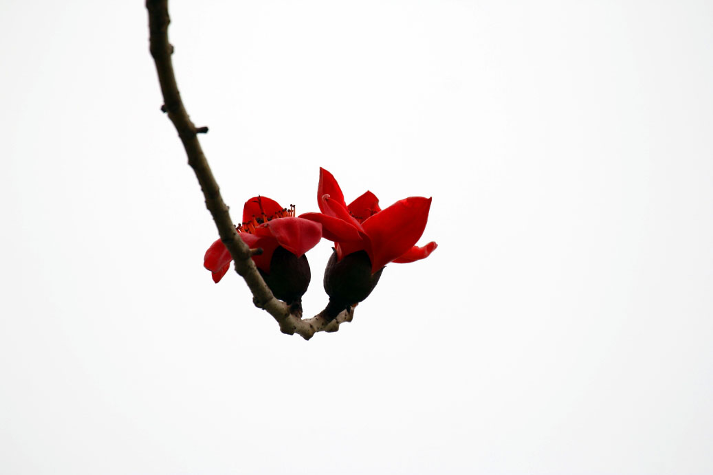 _MG_12622014--2--2.JPG