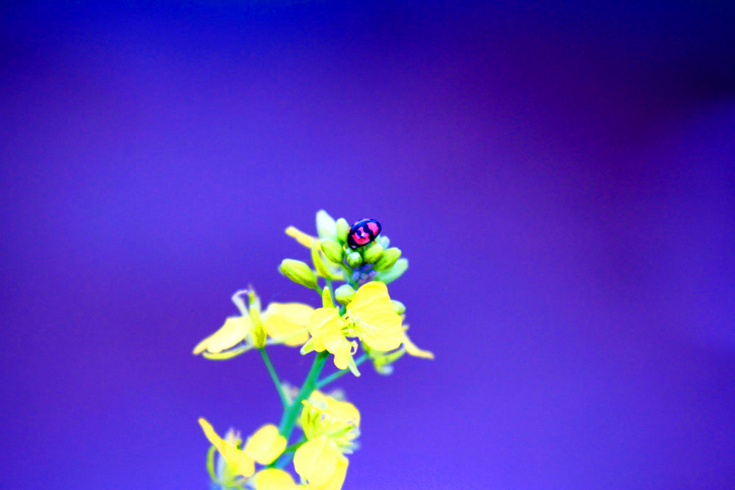 _MG_08122014--2--2.JPG