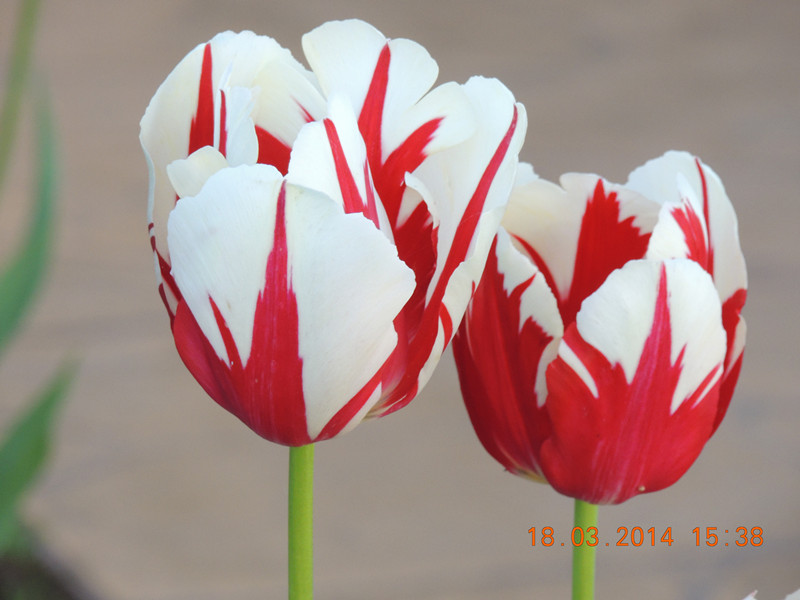 flowers 2014 555_.jpg