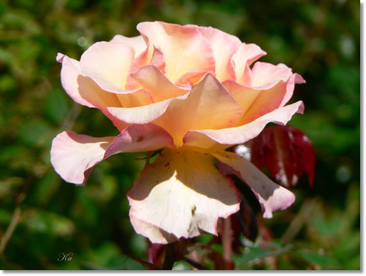 Flower 01-02-14 247.jpg