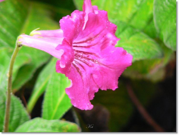 Flowers 13--03--14 165.jpg