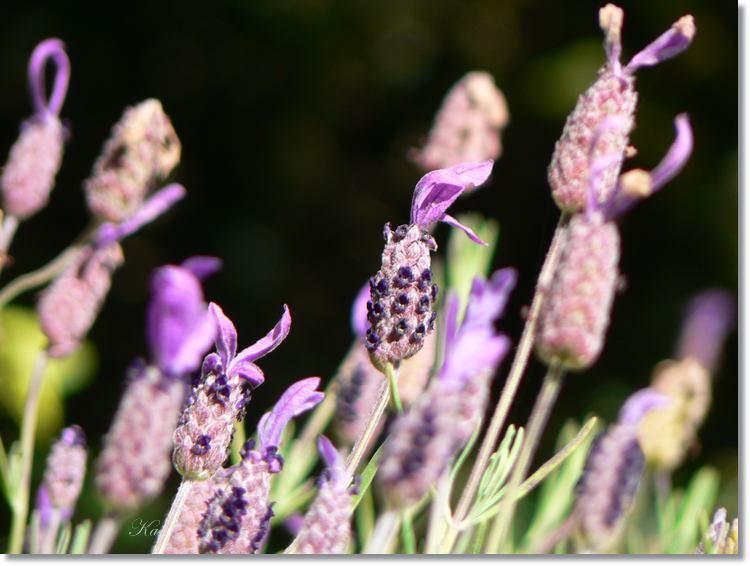 Flowers 27--03--14 275.jpg