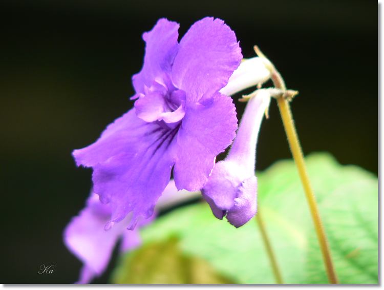 Flowers 27--03--14 406.jpg