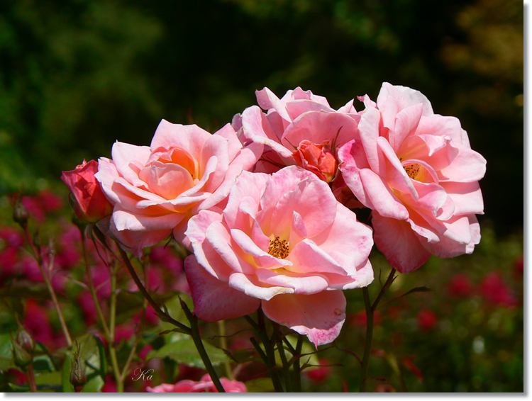 Flower 01-02-14 251.jpg