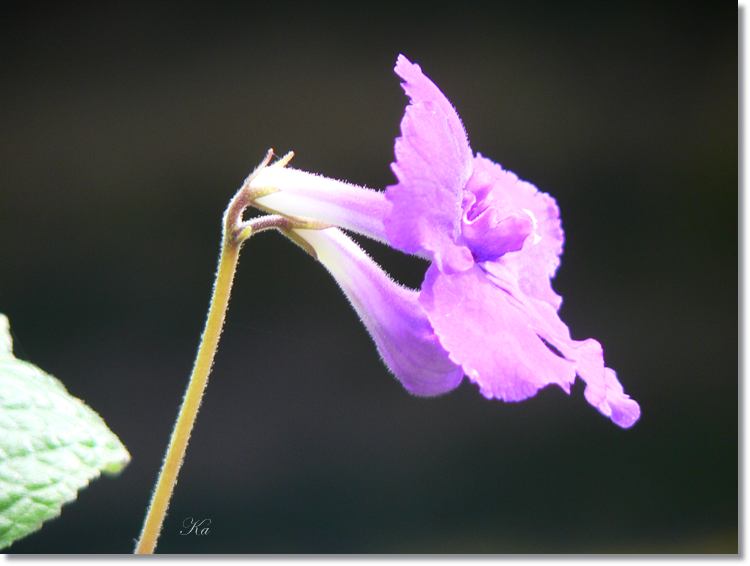 Flowers 27--03--14 402.jpg