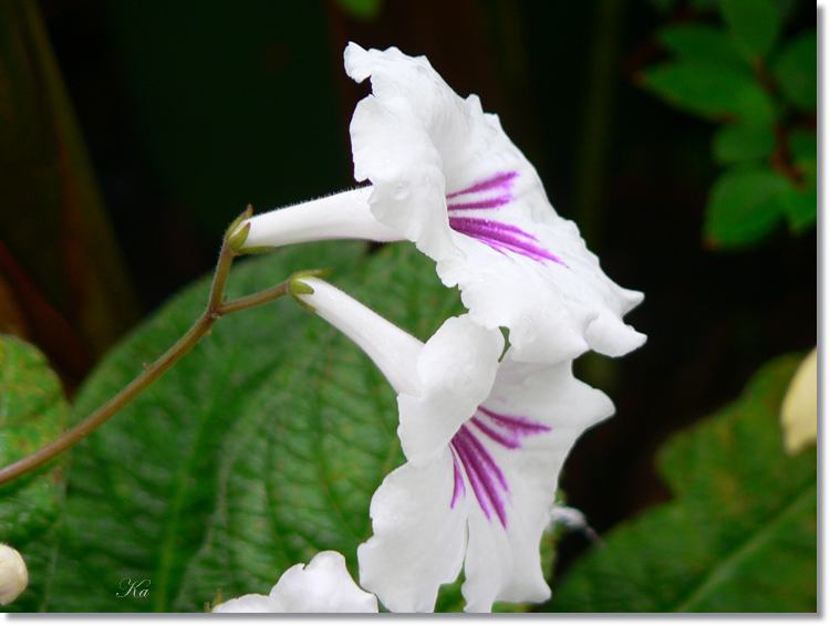 Flowers 13--03--14 162.jpg