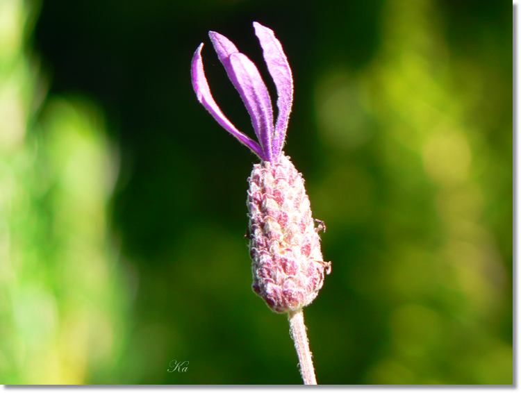 Flowers 27--03--14 266.jpg