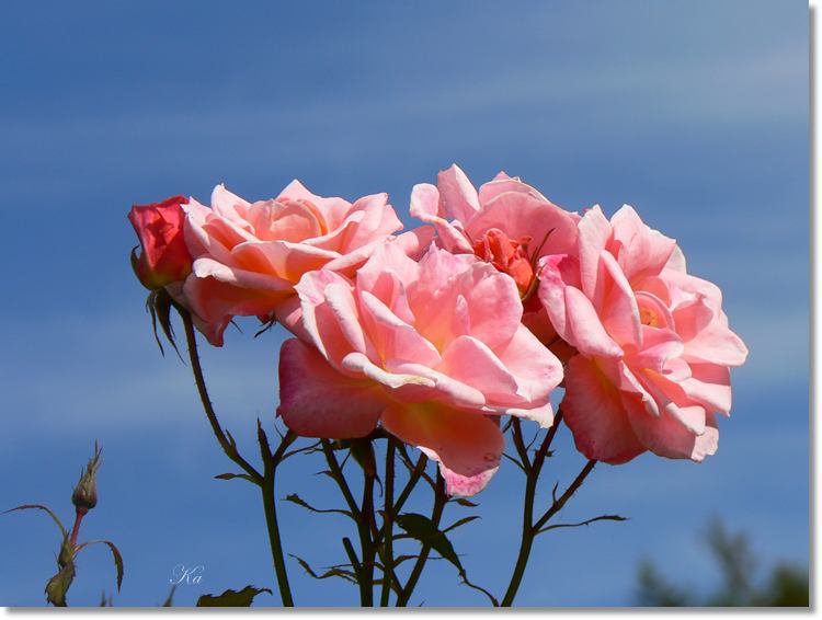 Flower 01-02-14 252.jpg
