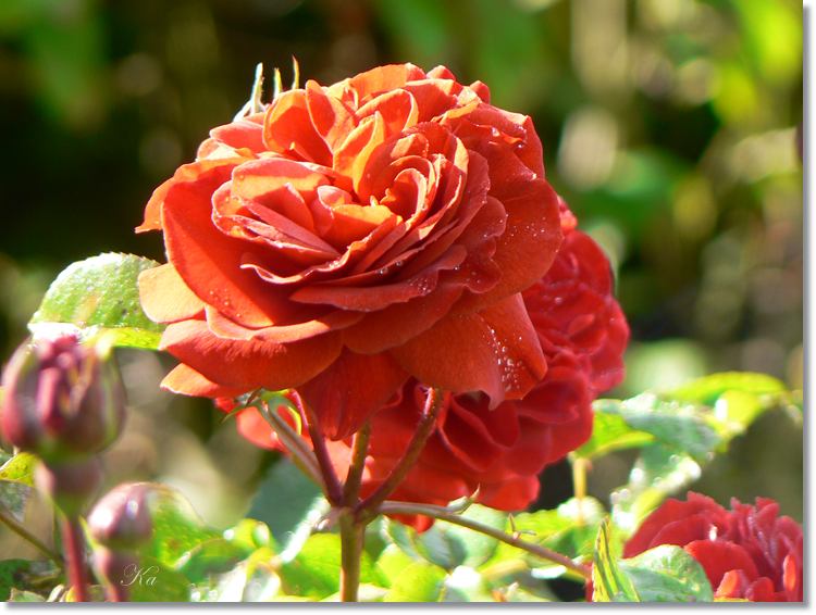 Flower 01-02-14 243.jpg