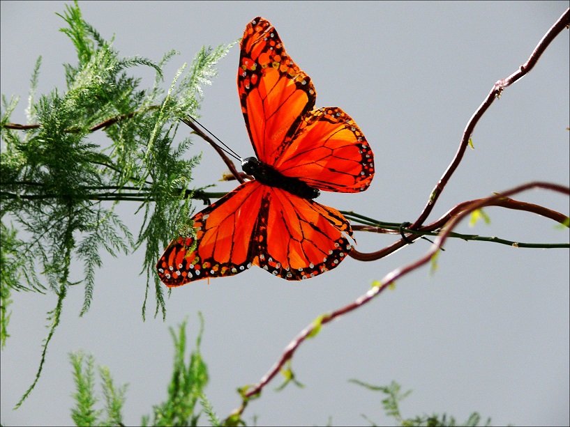 l1390744_conew1.jpg