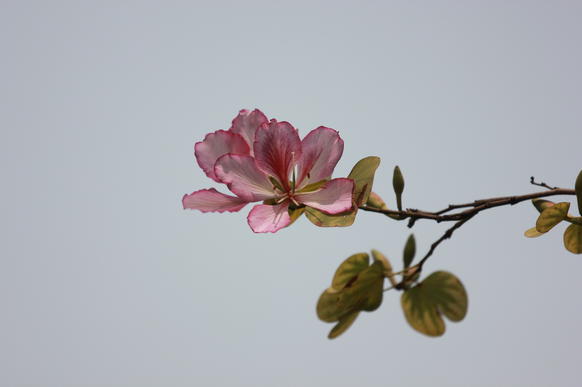 IMG_8176.jpg