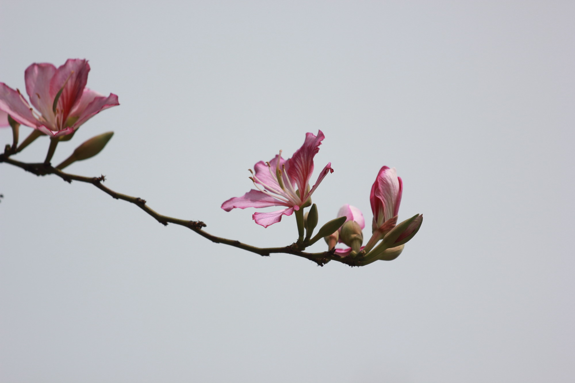 IMG_8175.jpg