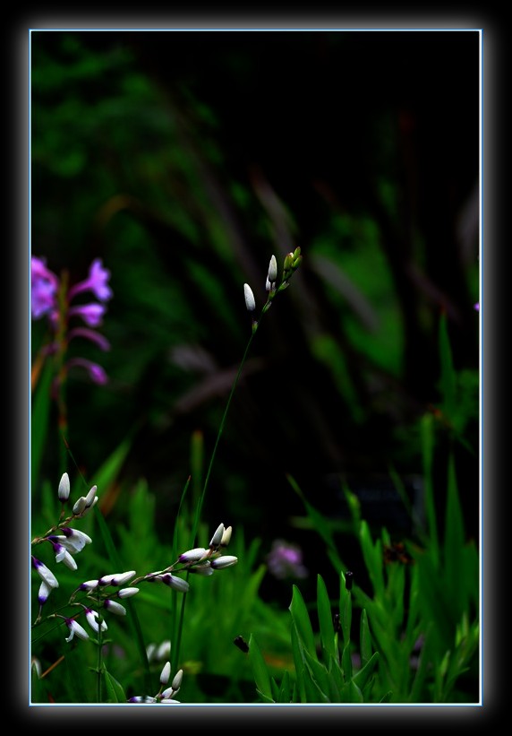 DSC_7685_1.jpg