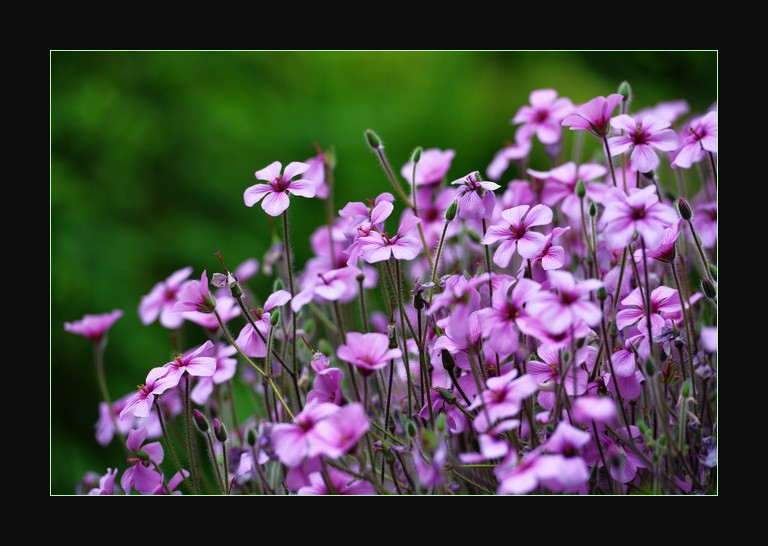DSC_7642_1.jpg