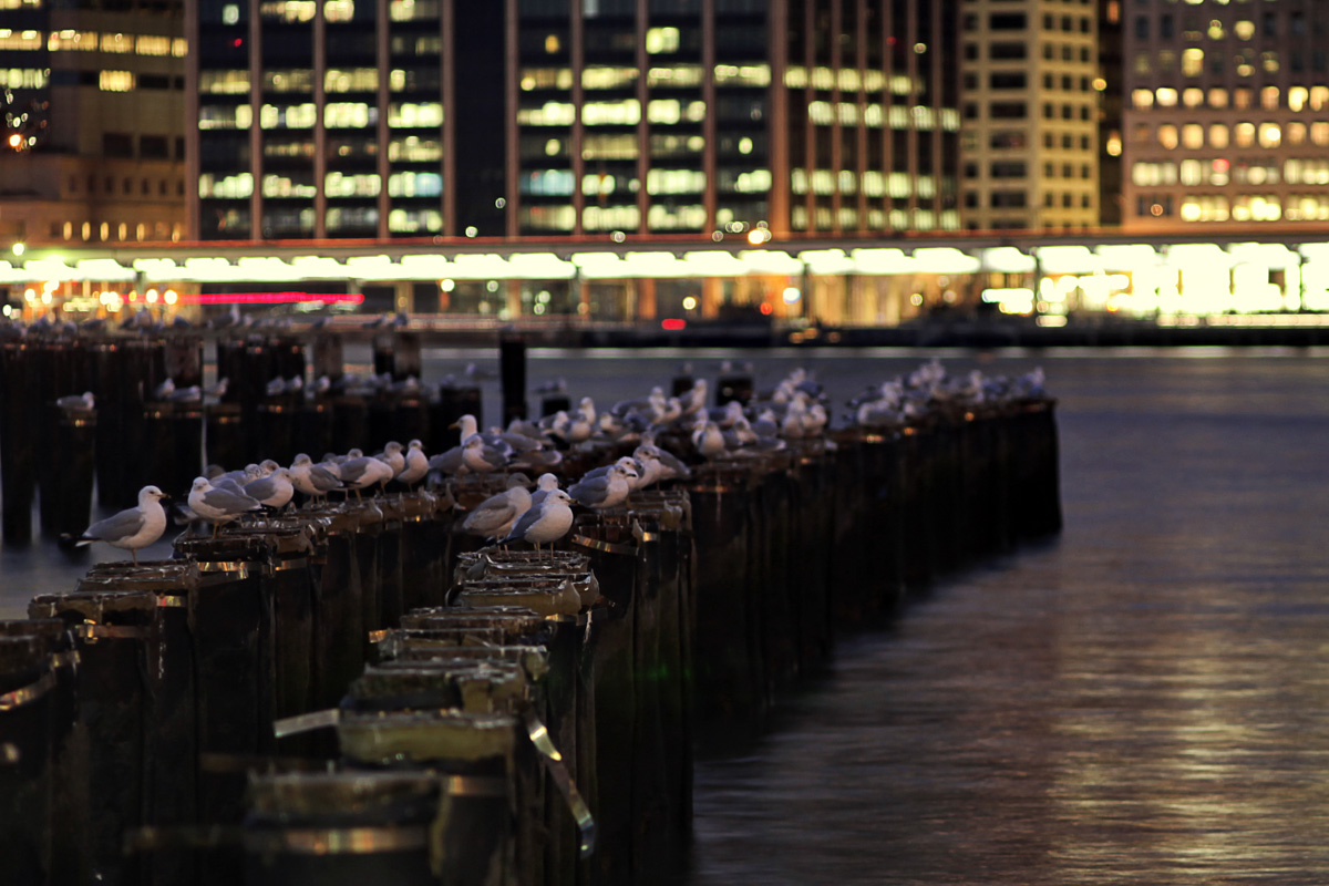 IMG_0016s1.jpg