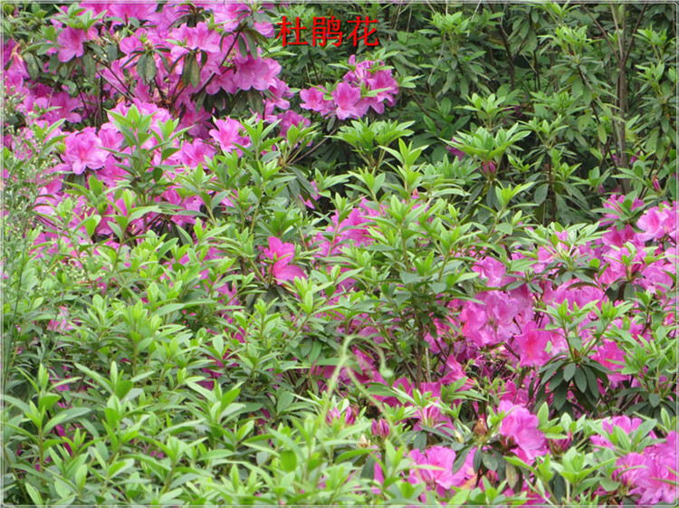 IMG_6985.jpg