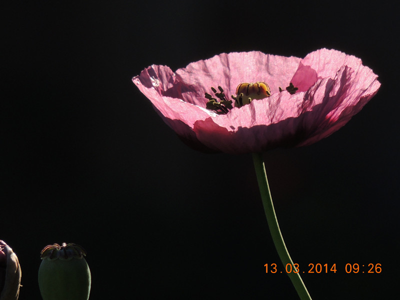 flowers 2014 373_.jpg