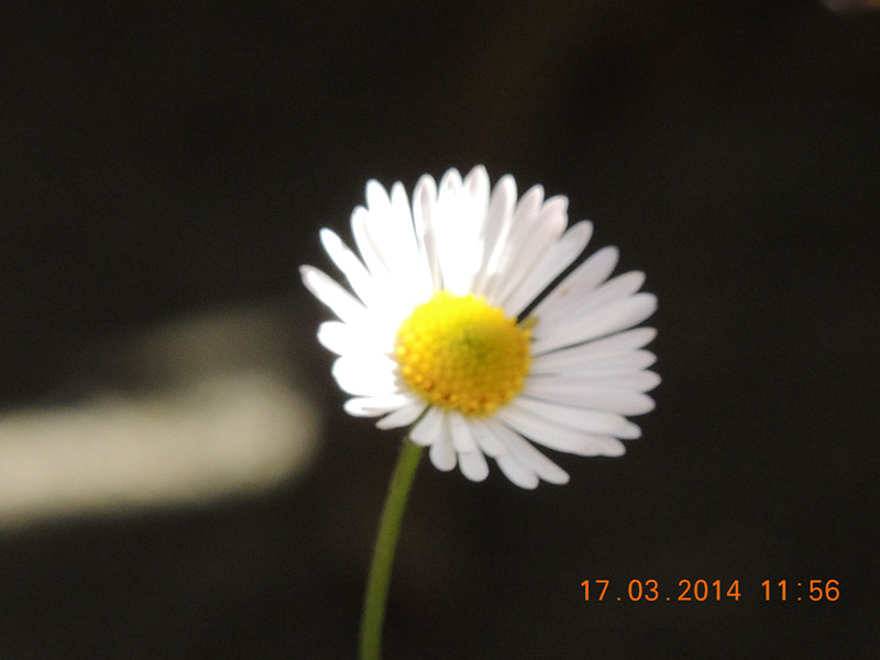 flowers 2014 469_.jpg