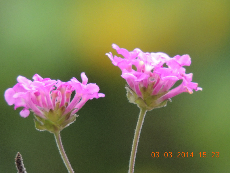 flowers 2014 265_.jpg