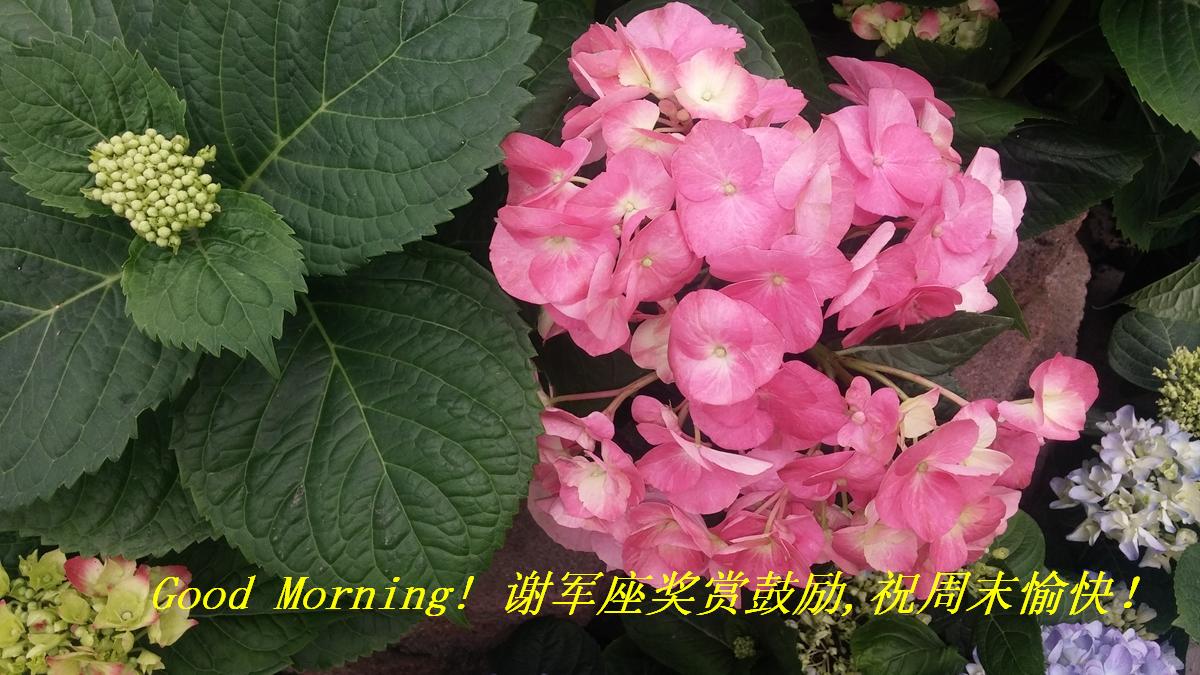 Good Morning! л͹ףĩ죡.JPG