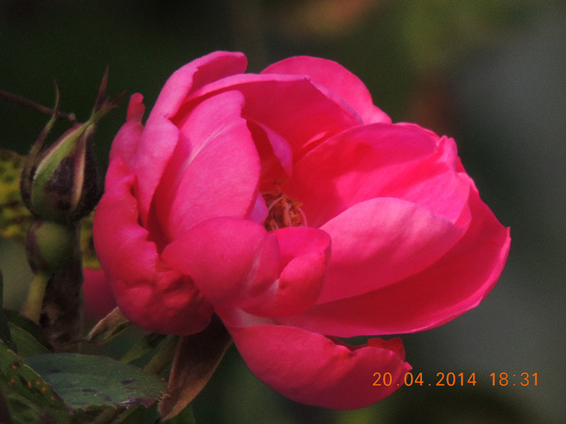 flowers 2014 939_.jpg