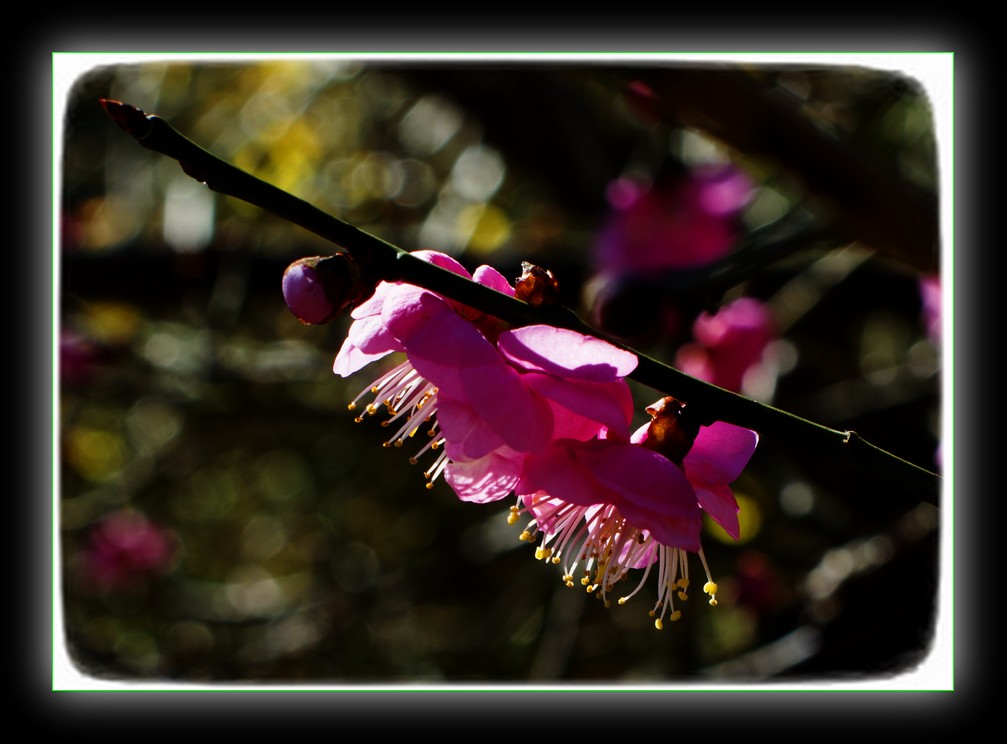 DSC_8502.jpg