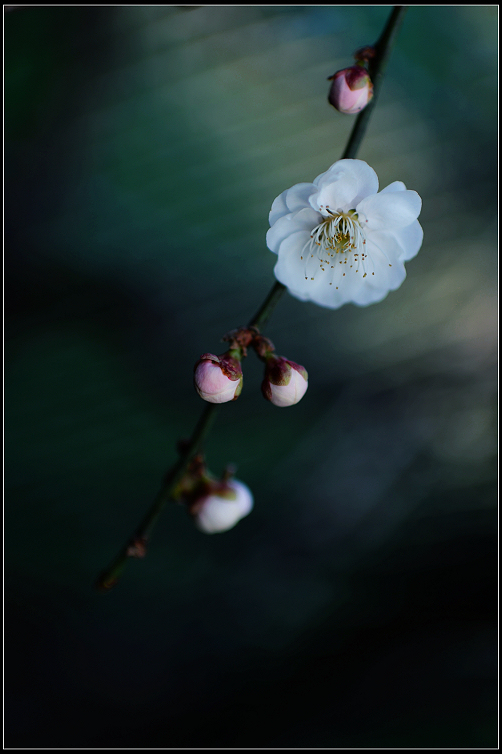 DSC_5969.JPG