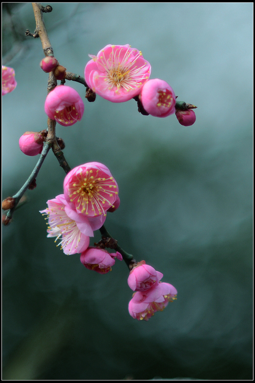 DSC_4998.JPG