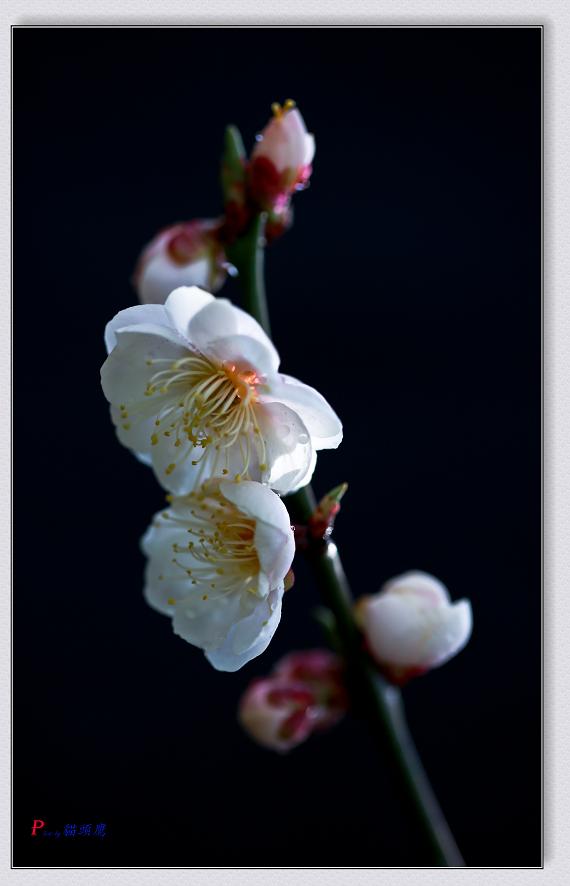 �}�u -04-11-2014-÷�� 136-2.jpg