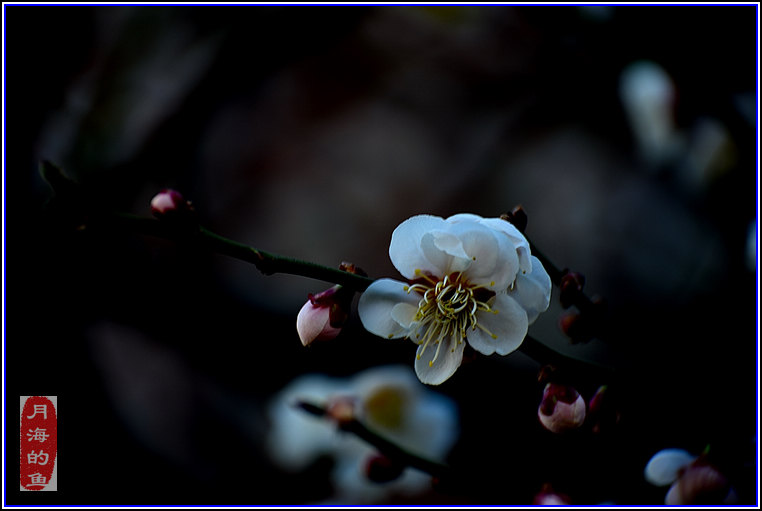 DSC_8343.jpg