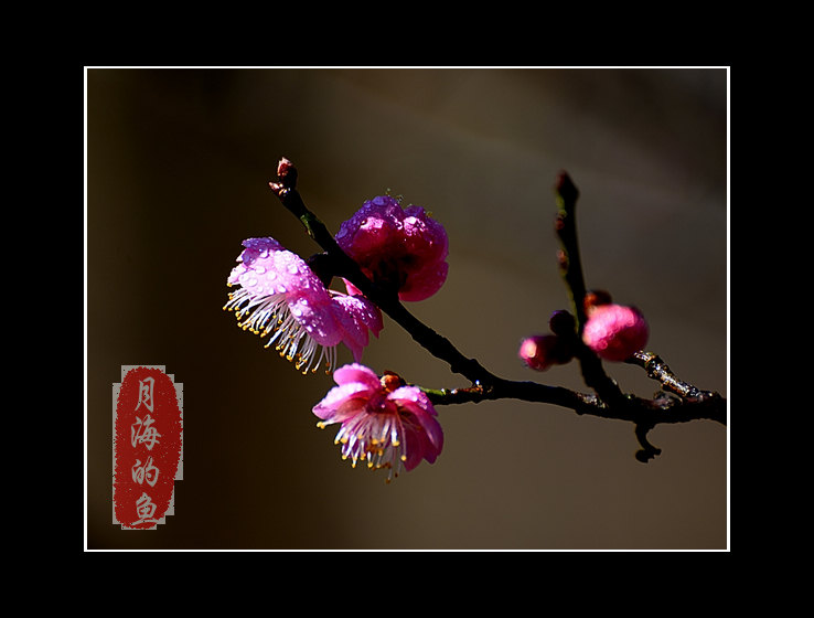 DSC_7076-3.jpg