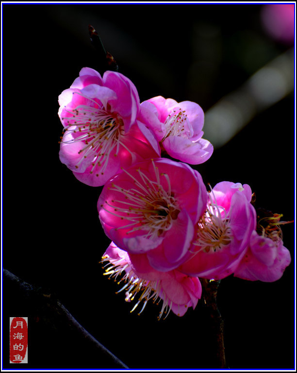 DSC_7469.jpg