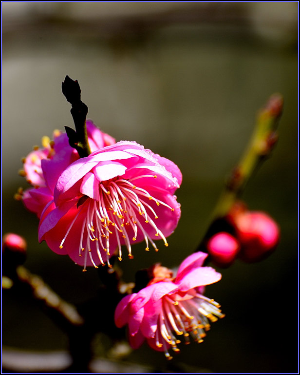 DSC_6865.jpg