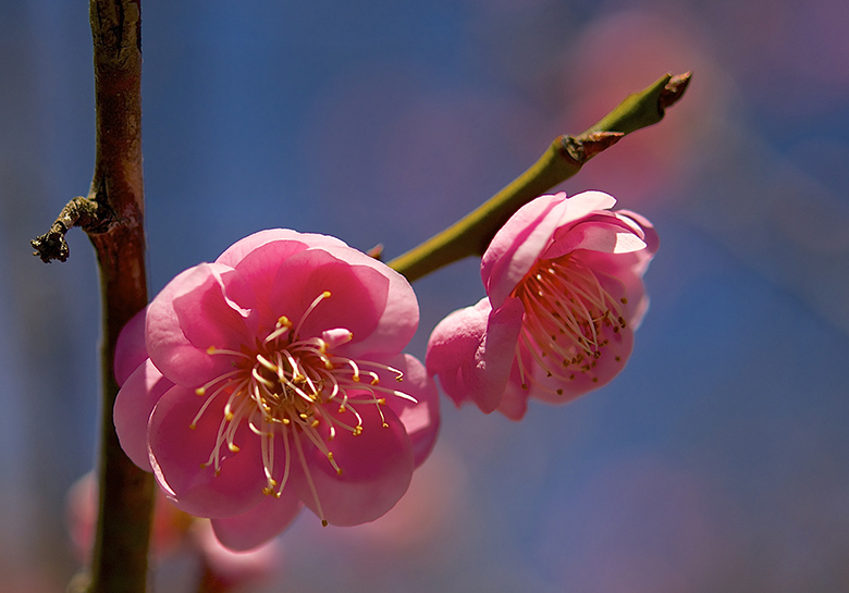 DSC_3608s.jpg