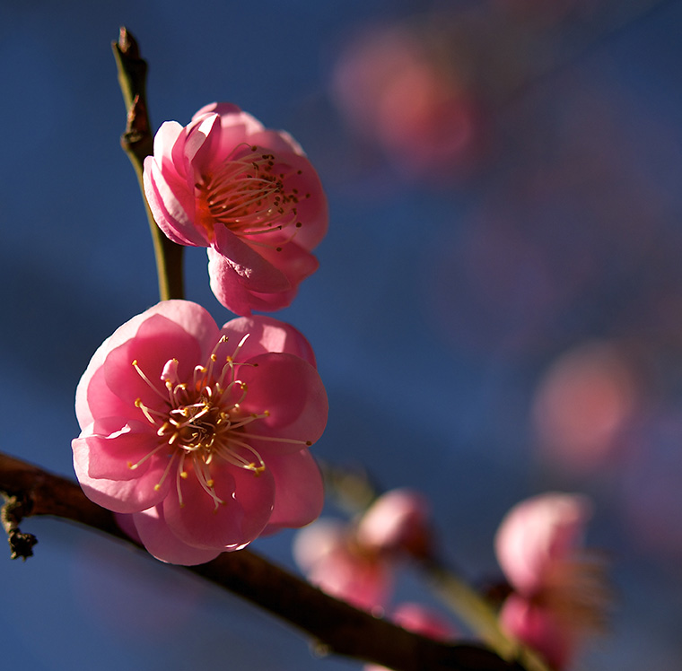 DSC_3636s.jpg