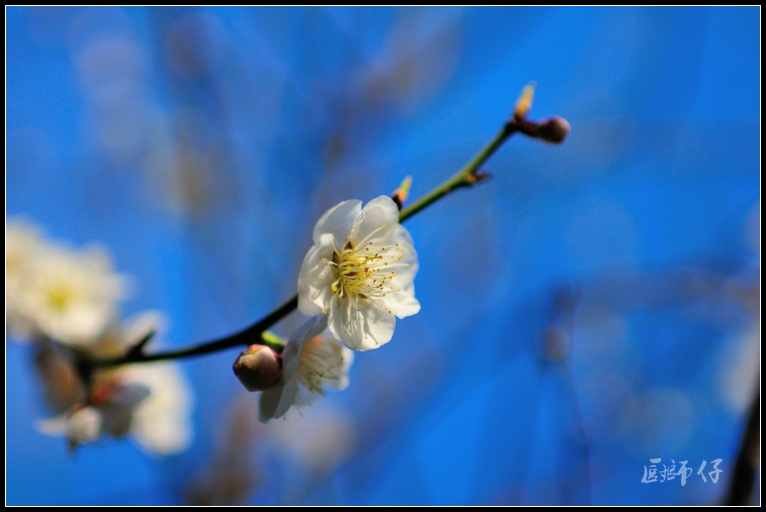 DSC_4452.jpg