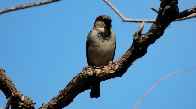 P1000936_dh_dh.jpg