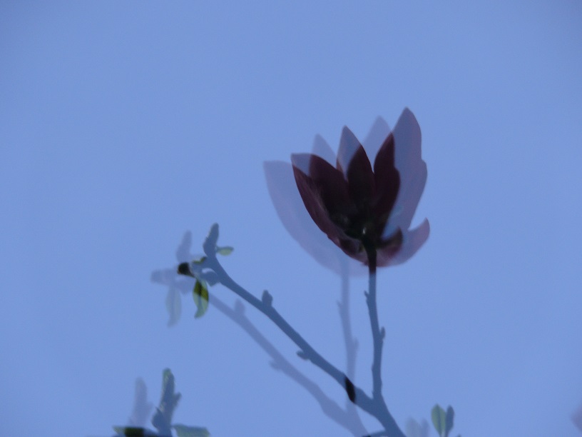 L1440094.JPG